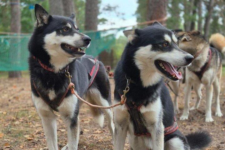 Husky Trekking in Natural Park near Vilnius