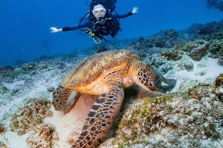 Discover Scuba Diving With Sea Turtles –No certification required