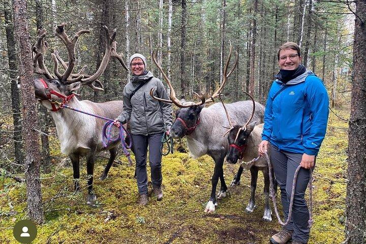 Private Alaskan Reindeer Encounter & Forest Walk
