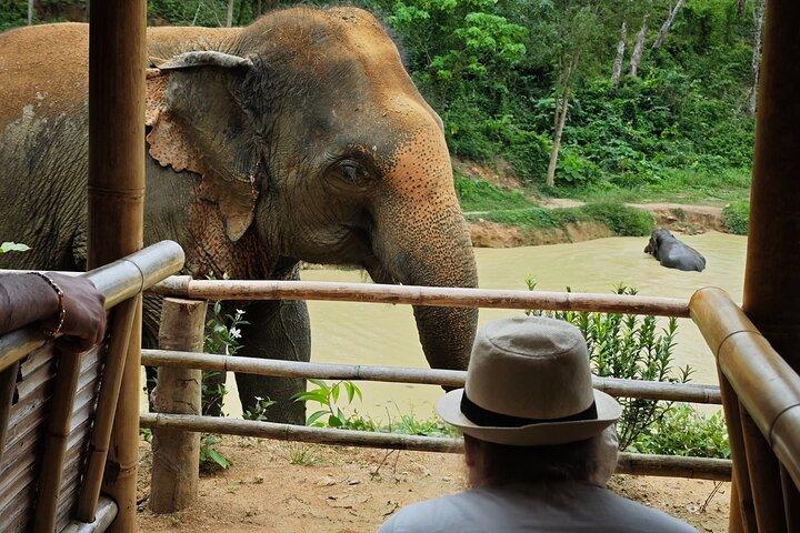 A beautiful afternoon with our elephants