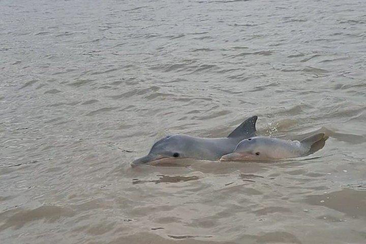 Sunset and Dolphin Tour Suriname
