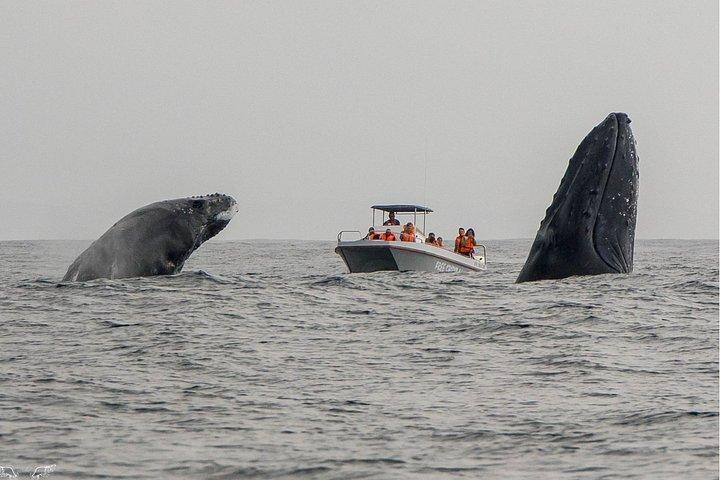 Whale Watching Boat Tour in St Lucia South Africa