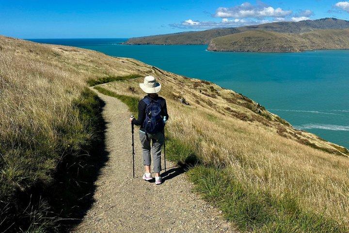 Private Half-Day Godley Head Coastal Hike from Christchurch
