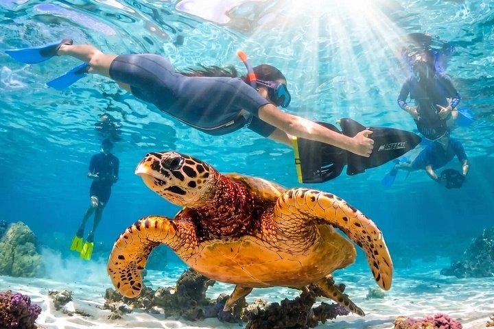 Private VIP Sea Scooter Jet Snorkeling : Turtles, Sharks & Rays