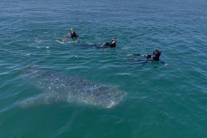 Swim with the whale shark in La Paz, Mexico