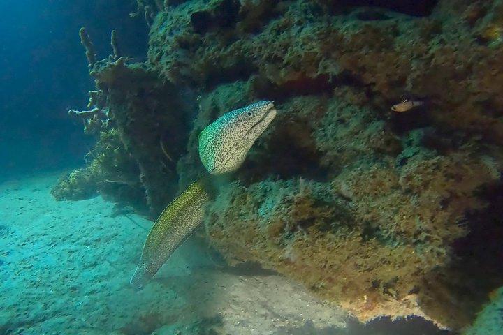 Phil Foster Park NIGHT TIME Guided Snorkel tour West Palm Beach