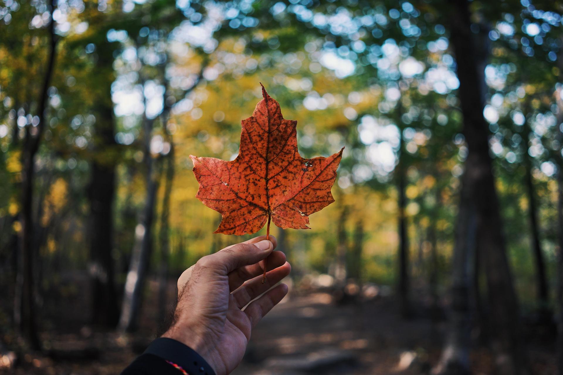 Cover Image for A Beginner's Guide to Immigrating from India to Canada