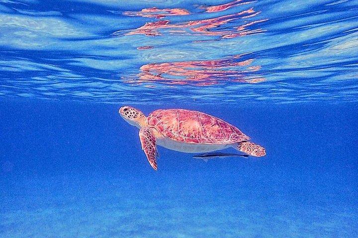 Private Morning Half-Day Snorkeling Trip