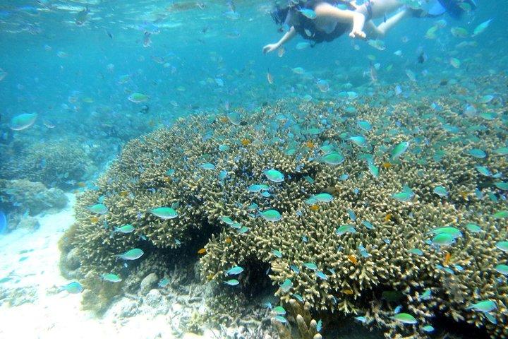 Snorkeling at San Vicente with speed boat