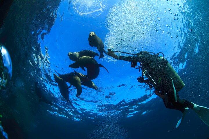 Los Cabos Small-Group Scuba Diving Experience for Beginners
