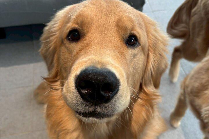 Fluffy Dogs – Premium Dog Interaction Experience!! Fukuoka Hakata