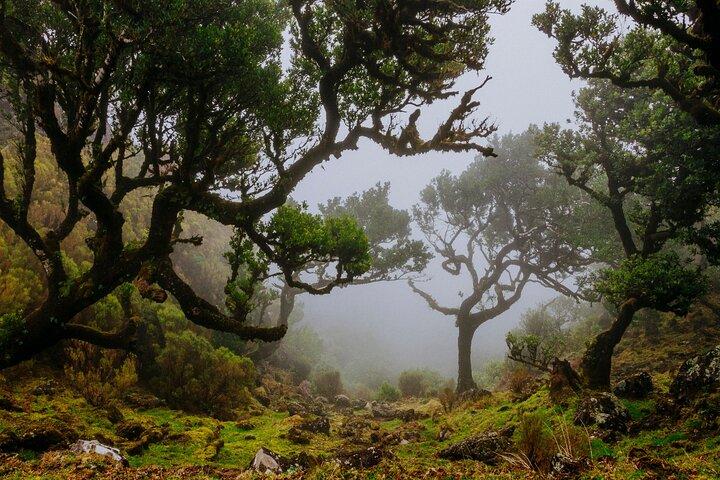 Transfer to PR18 - Levada do Rei