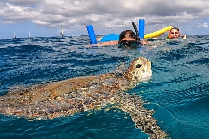 Private Snorkeling Aruba: FIN-TASTIC Turtle Spotting