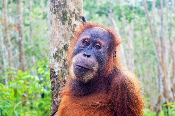 Orangutan Haven Day Tour