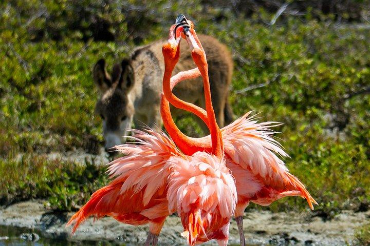 Private Bonaire North Tour