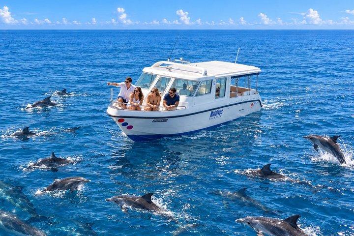 Maldives Dolphin Discovery Cruise by Speedboat